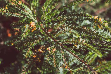 eutaxia obovata (yumurta ve pastırma bitki olarak da adlandırılır) yeşil spi ile
