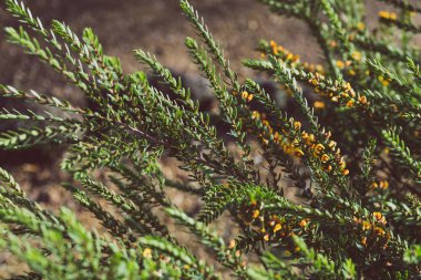 eutaxia obovata (yumurta ve pastırma bitki olarak da adlandırılır) yeşil spi ile