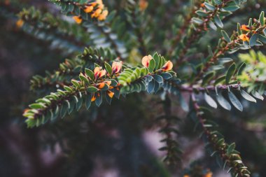 eutaxia obovata (yumurta ve pastırma bitki olarak da adlandırılır) yeşil spi ile