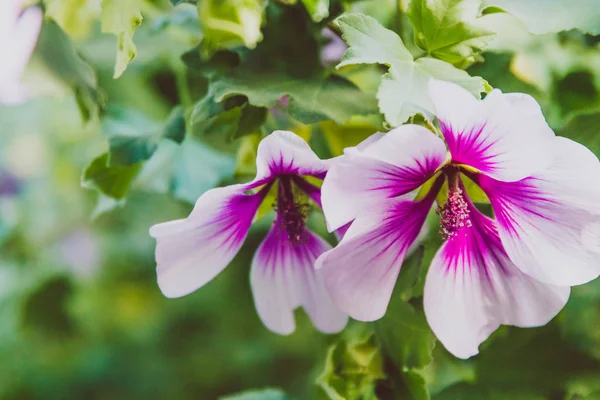 ebegümeci syriacus althea sharon çiçek gül (ayrıca aphh denir