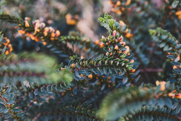 Eutaxia obovata (also called egg and bacon plant) with green spi — Stock Photo, Image