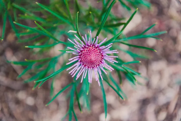 Native Australian Bush roślina Isopogon Candy stożek z różowym kwiató — Zdjęcie stockowe
