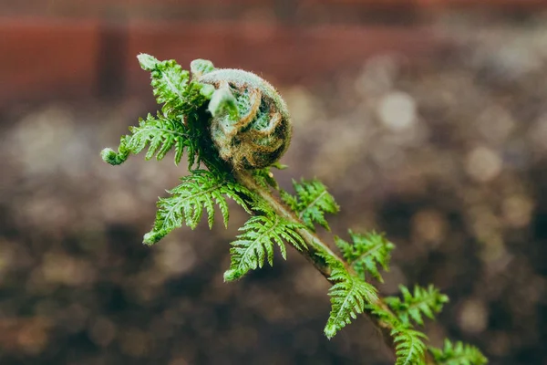 Närbild skott av ormbunke filial med snurra på väg att öppna upp — Stockfoto