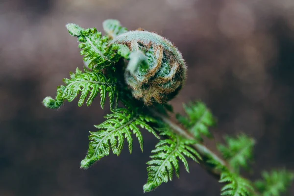 Närbild skott av ormbunke filial med snurra på väg att öppna upp — Stockfoto