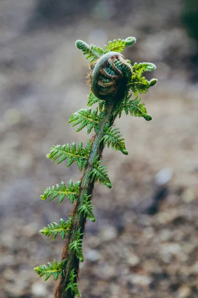 Närbild skott av ormbunke filial med snurra på väg att öppna upp — Stockfoto