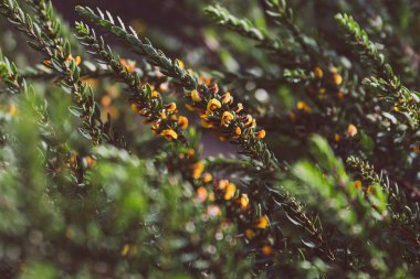 eutaxia obovata (yumurta ve pastırma bitki olarak da adlandırılır) yeşil spi ile