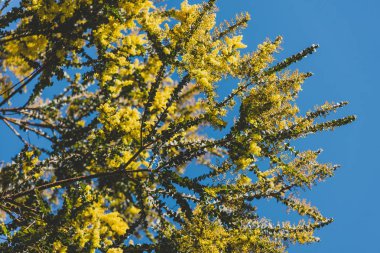 yerli Avustralya wattle ağacı hakkında çiçek