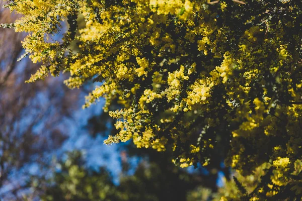 Native Australian wattle tree about to bloom — Stock Photo, Image