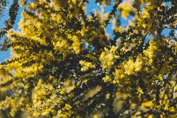 Árvore de wattle australiana nativa prestes a florescer — Fotografia de Stock