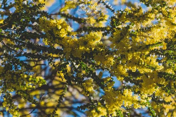 Native Australian wattle tree about to bloom — Stock Photo, Image