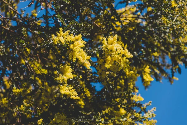 Árvore de wattle australiana nativa prestes a florescer — Fotografia de Stock