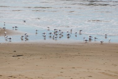 Tazmanya Blackmans Bay plaj manzara