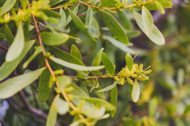 yerli Avustralya wattle ağacı hakkında çiçek