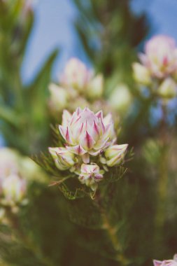 tomurcukları ve çiçekleri açan pembe Serruria bitki