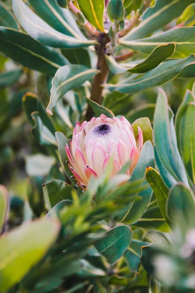 Souh African native plant protea with pink petals