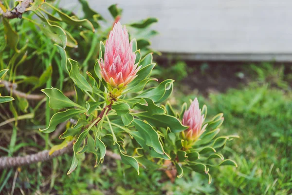 Proteína vegetal nativa da África do Sul com pétalas rosa — Fotografia de Stock
