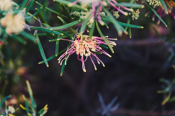 Australian native plant grevillea with yellow and pink colors