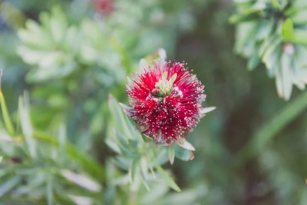 bottle brush callistemon plant native of Australia with red flow