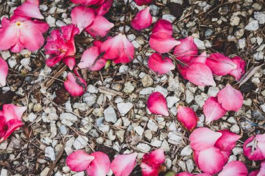 çakıl zemin üzerinde pembe yaprakları yukarıdan aşağıya vurdu