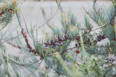 çiçekli yerli Avustralya allocasuarina littoralis