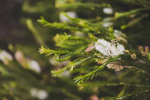 native Australian melaleuca plant with white flowers