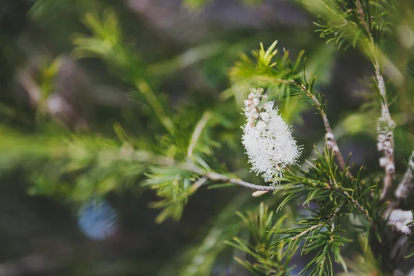 Γηγενής αυστραλιανής φυτό Melaleuca με λευκά λουλούδια — Φωτογραφία Αρχείου