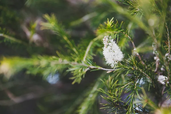 native Australian melaleuca plant with white flowers