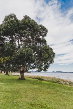 Tazmanya Blackmans Bay plaj manzara