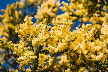 tipik yuvarlak ye ile çiçek yerli Avustralya wattle ağacı