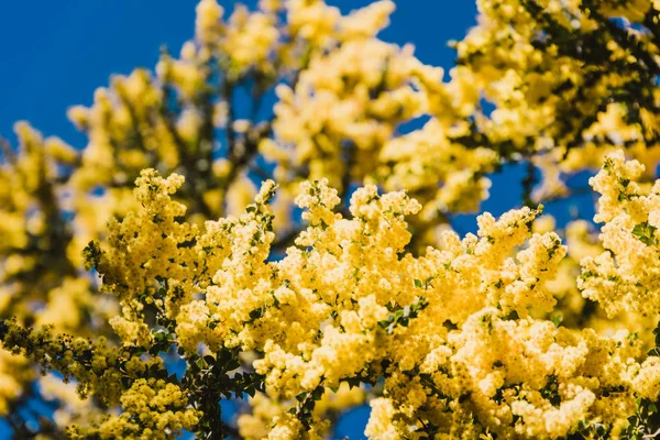 전형적인 둥근 너희와 함께 꽃에 네이티브 호주 와틀 나무 — 스톡 사진