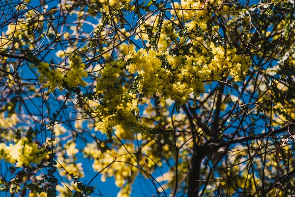 Nativo australiano wattle albero in fiore con il tipico rotondo ye — Foto Stock