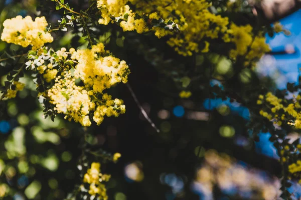 典型的な丸いyeと咲くネイティブオーストラリアのワトルの木 — ストック写真