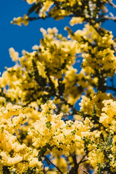 Native Australian wattle tree in bloom with the typical round ye — Stock Photo, Image