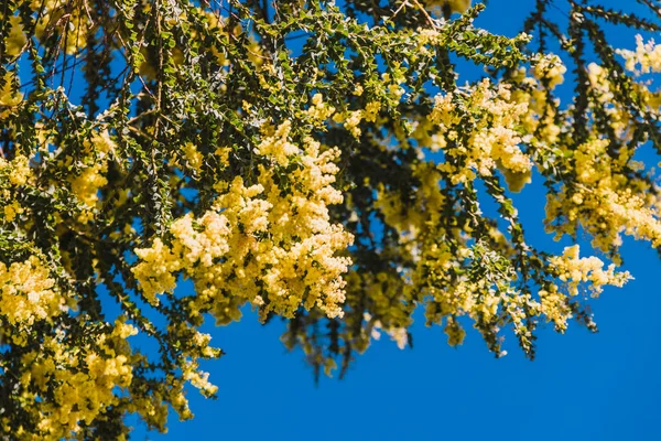 Árvore de aguaceiro australiana nativa em flor com o típico círculo ye — Fotografia de Stock