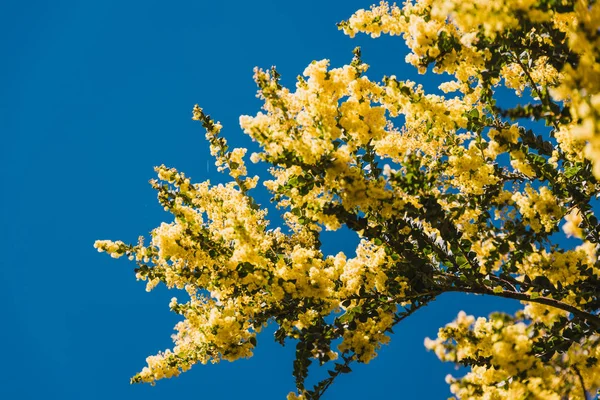 Native Australian wattle tree in bloom with the typical round ye — Stock Photo, Image