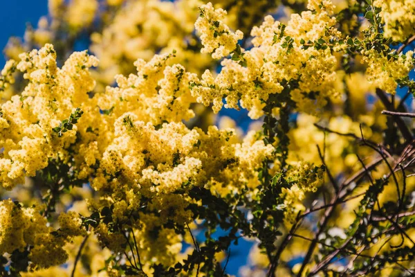 Natív ausztrál Wattle fa virágzik a tipikus kerek ti — Stock Fotó