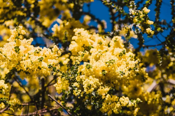 Native Australian wattle tree in bloom with the typical round ye — Stock Photo, Image