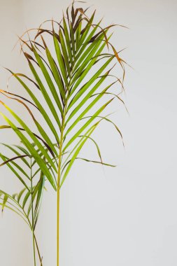 copyspace ile beyaz arka plan üzerinde palmiye ağacı yaprakları