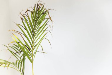 copyspace ile beyaz arka plan üzerinde palmiye ağacı yaprakları