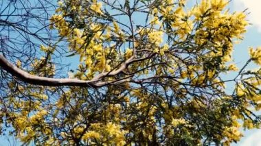 ağaç dalları arasında geceleri dolunay, kamera sahne nin etrafında kaydırma