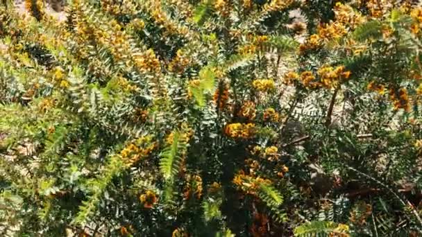 Nativo Australiano Eutaxia Obovata Planta Dançando Vento Sob Luz Solar — Vídeo de Stock