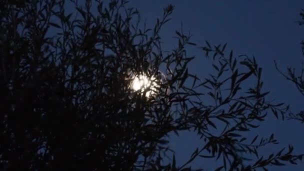 Lua Cheia Noite Entre Galhos Árvores Câmera Panorâmica Redor Cena — Vídeo de Stock