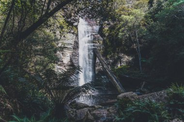 Tasm bir yürüyüş sırasında gizli şelaleler ve vahşi Avustralya çalı