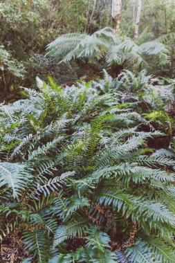 Tazmanya'da bir yürüyüş sırasında vahşi Avustralya çalı