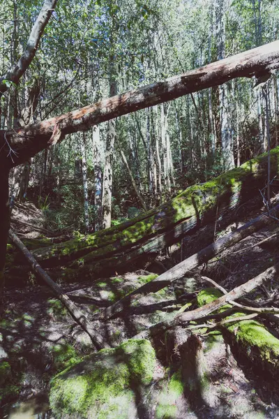 Divoký australský keř během pěší túry v Tasmánii s netoucheí — Stock fotografie