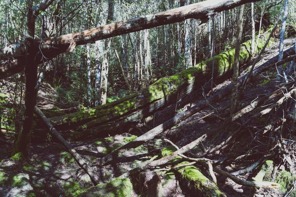 Salvaje arbusto australiano durante una caminata en Tasmania con su intoques — Foto de Stock