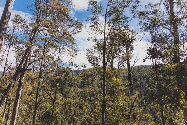 Buisson australien sauvage lors d'une randonnée en Tasmanie avec son intouchable — Photo