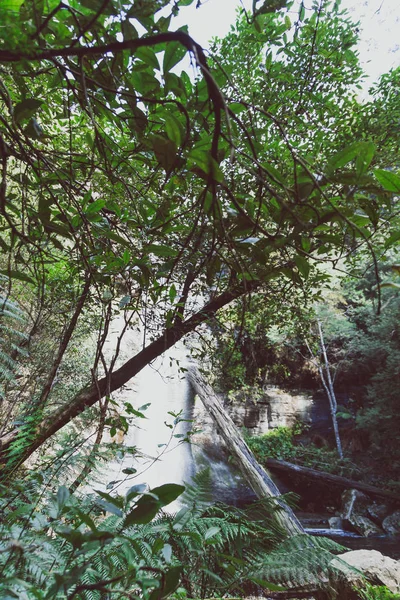 Watervallen en wilde Australische Bush tijdens een wandeling in Tasmanië Wi — Stockfoto