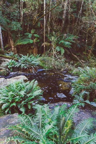 Arbusto salvaje australiano durante una caminata en Tasmania — Foto de Stock