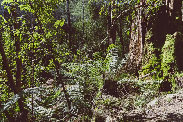 Arbusto salvaje australiano durante una caminata en Tasmania — Foto de Stock